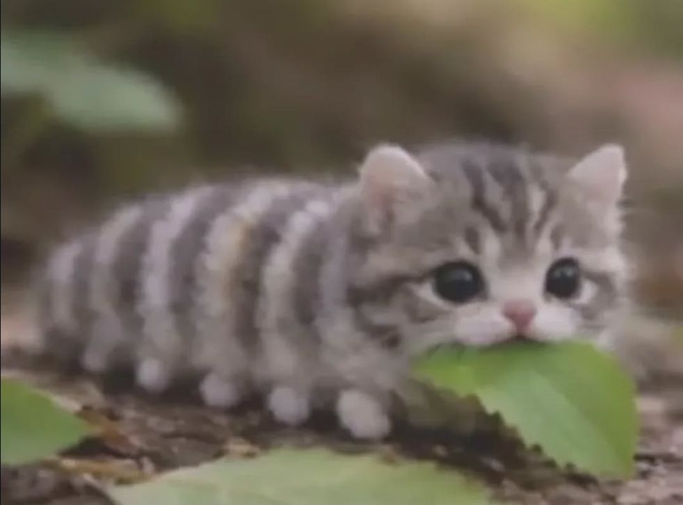 kittyyyyyyy